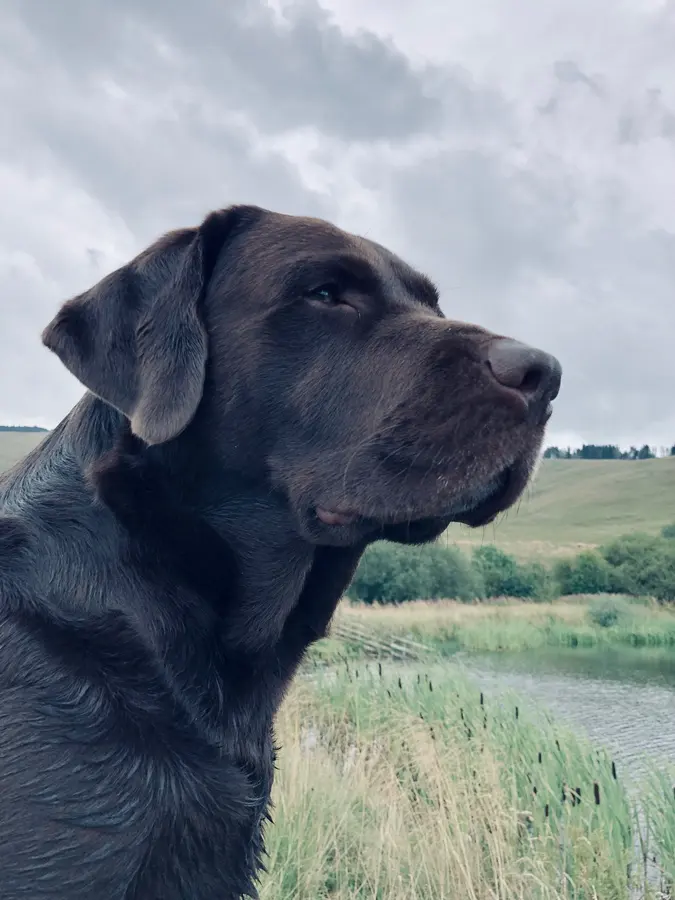 Ollie, James's black Labrador, beside a rural field